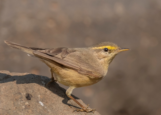 birding_in_rajasthan