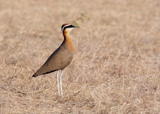 birding_near_saswad