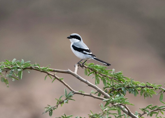 saswad_bird_sanctuary