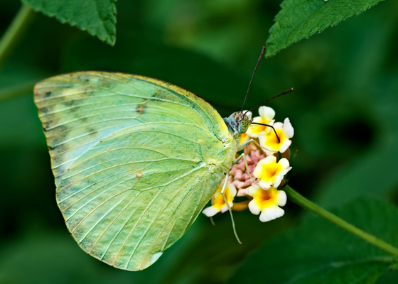 wildlife_sanctuary_near_pune