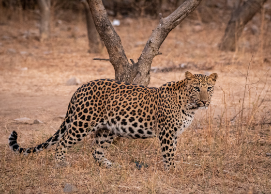 jaipur to jhalana leopard safari