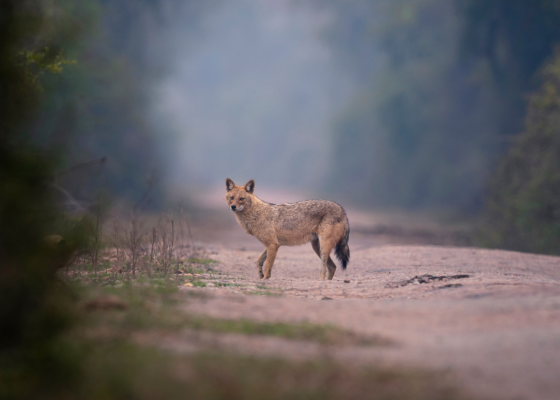 jhalana national park jaipur