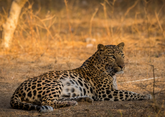 leopard safari in jaipur
