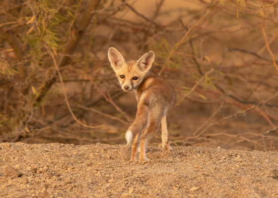 wildlife safari in jaipur