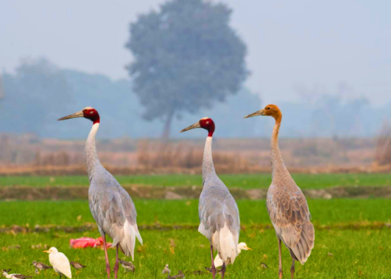 Sarus-Crane
