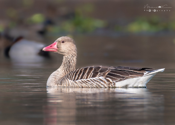 best time to visit surajpur bird sanctuary