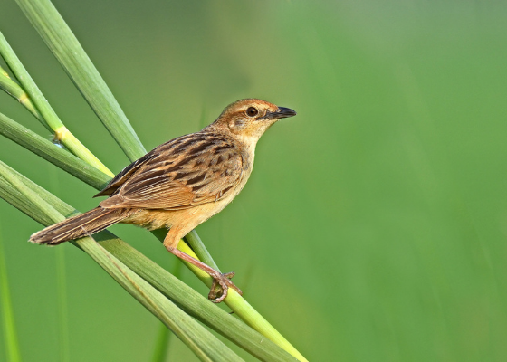birding in surajpur