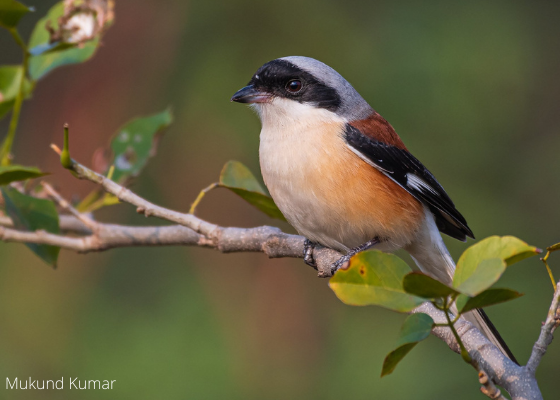 birding photography surajpur