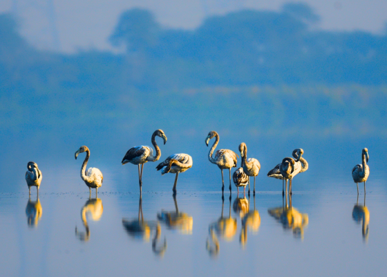 chandu-budhera-birding-tour
