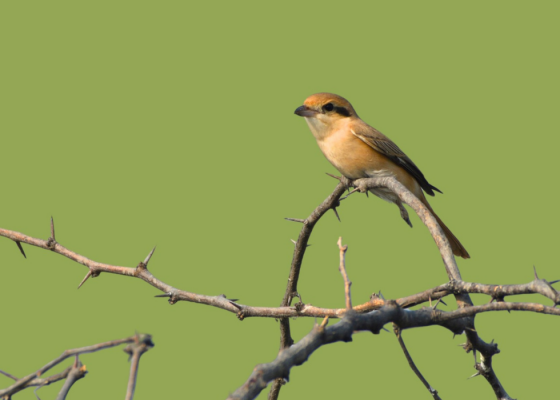 chandu-budhera-nature-walk