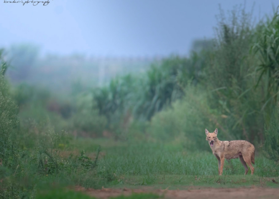dhanauri-wetland-tour