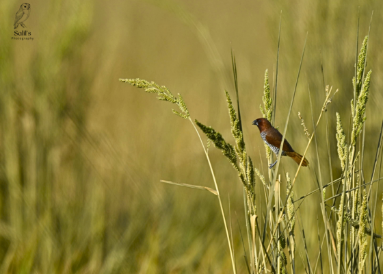 dhanauri-wetlands-bird-photography