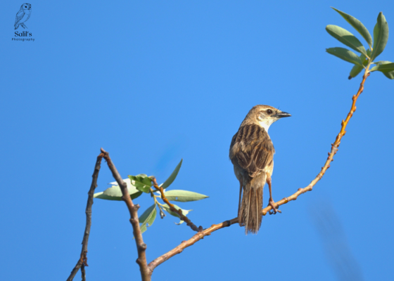dhanauri-wetlands-birding-tour