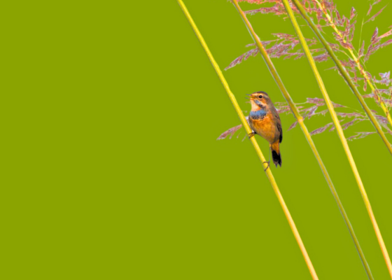 full-day-birding-budhera-nature-walk