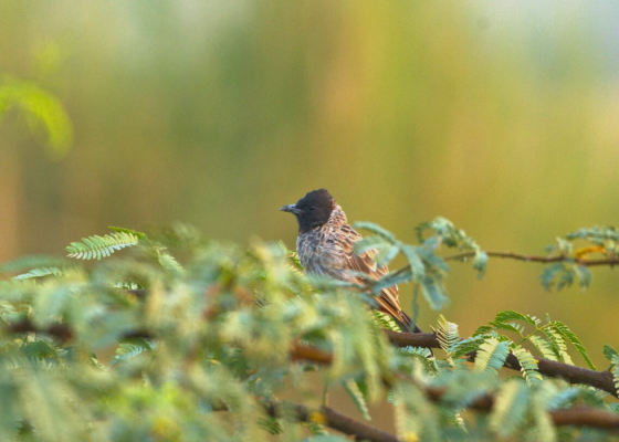 one-day-birding-trip-from-delhi