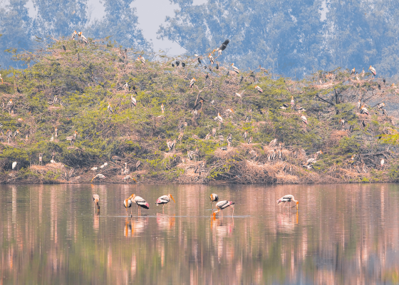 surajpur_bird_sanctuary_