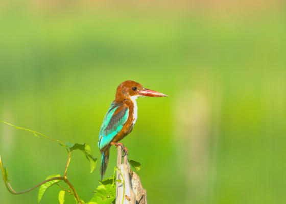 weekend-birding-tour-from-delhi