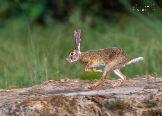 wildlife near surajkund